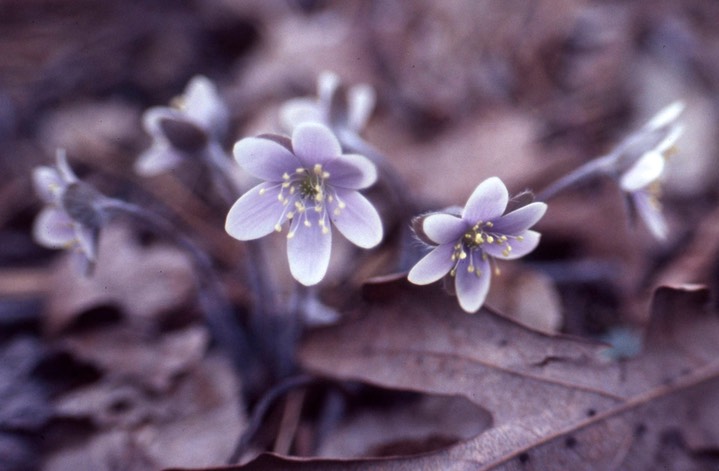 1977 Hepatica 545