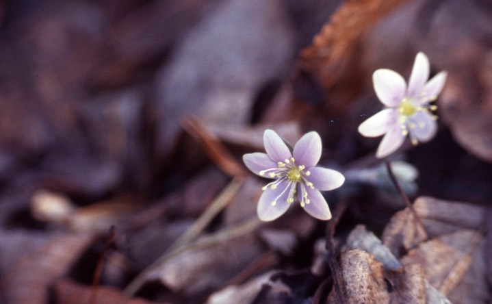 1977 Hepatica 550