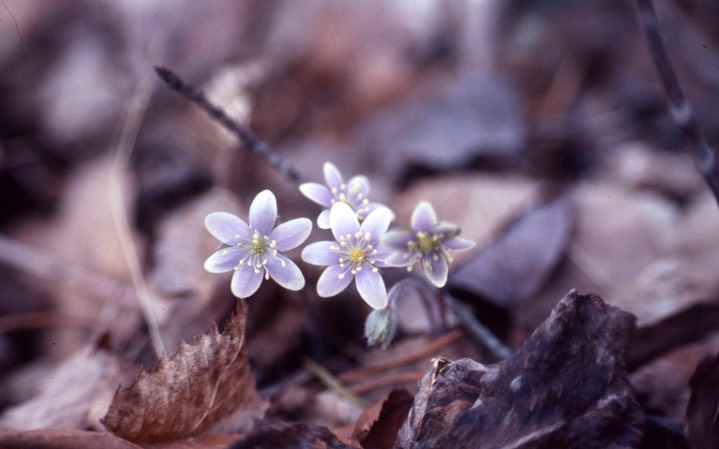 1977 Hepatica 559