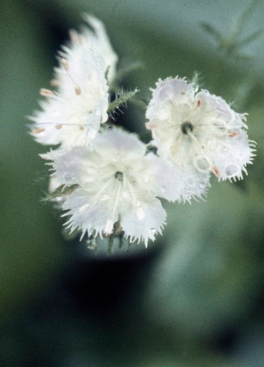 1977 Phacelia _ Miami Mist 574