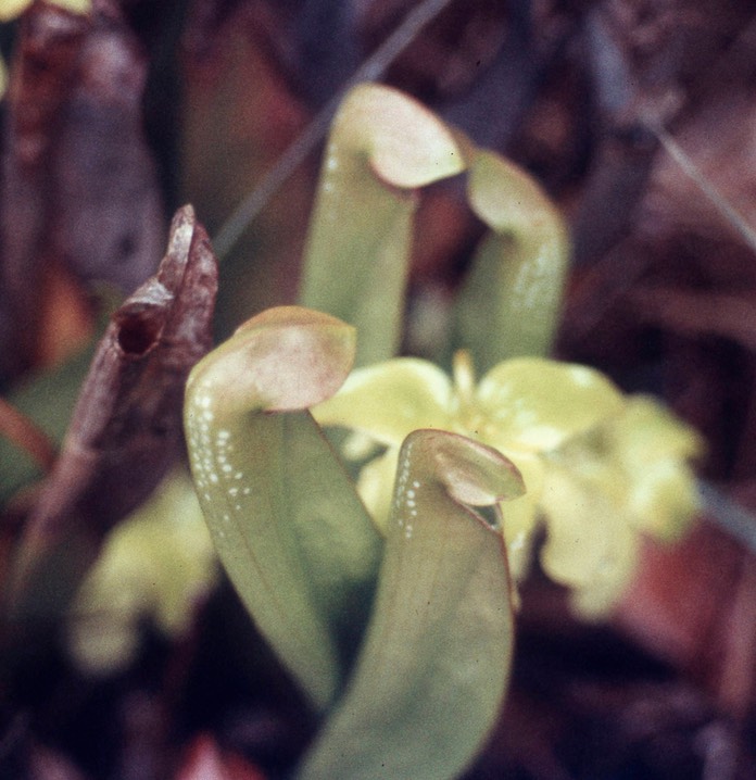 1977 Yellow Pitcher Plant 438