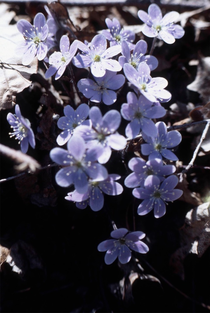 1978 Hepatica 699