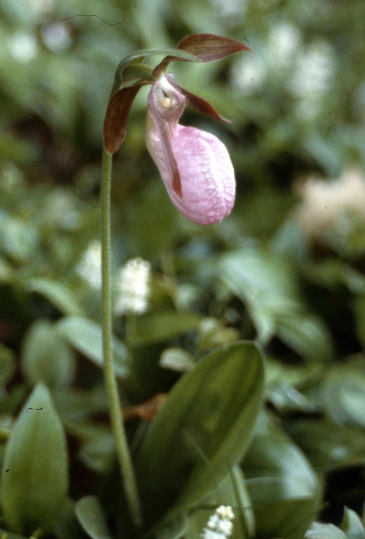 1978 Pink Lady's Slipper 537