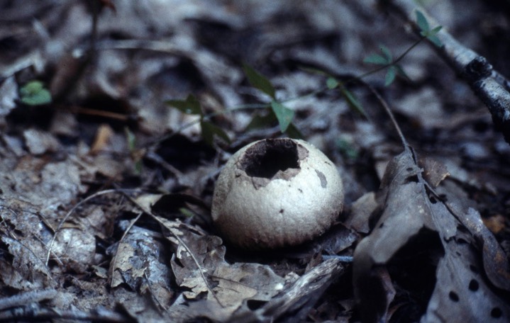 1978 Puffball 447