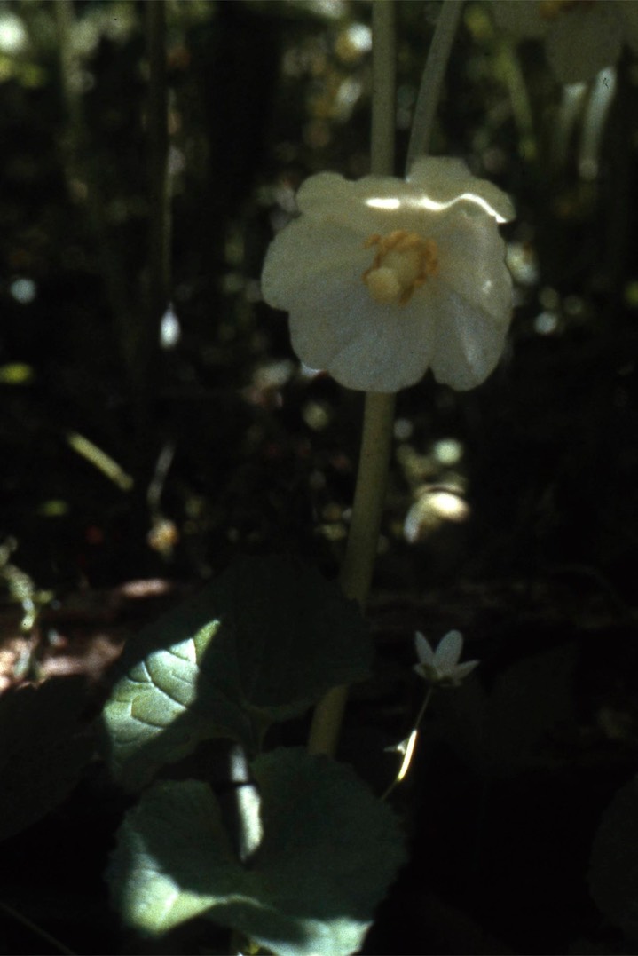 1979 Mayapple 666