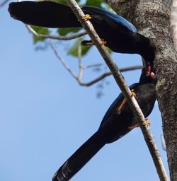 9Reserva de la Biosfera Sian Ka'an - Yucatan Jay9