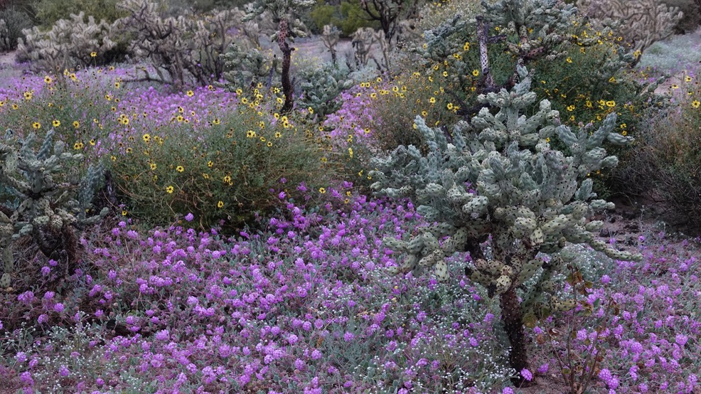 Abronia (probably A. villosa, Desert Sand-Verbena) Bahia de los Angeles, Baja California