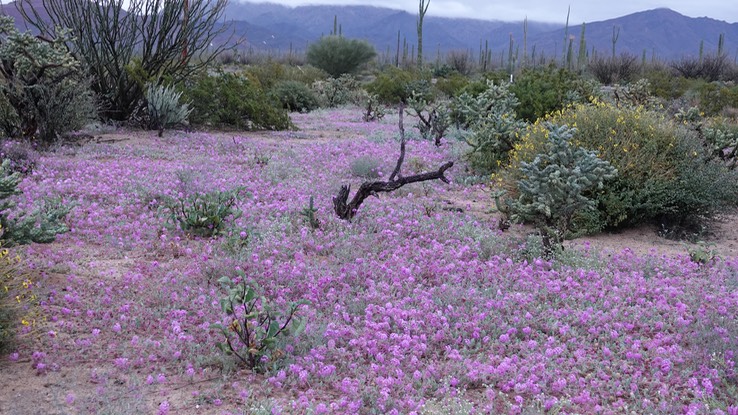 Abronia villos, Bahia de los Angeles, Baja California