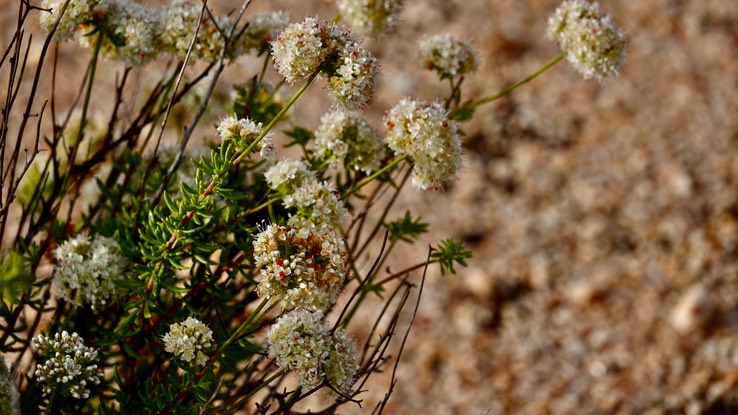 Adenostoma fasciculatum, Chamise, , Baja California (1)