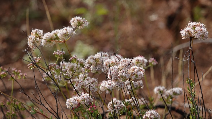 Adenostoma fasciculatum, Chamise, , Baja California (3)