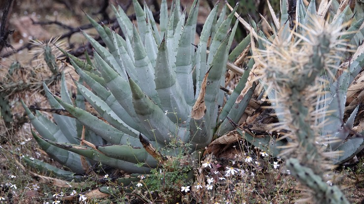 Agave deserti, Desert Agave, Bahia de los Angeles, Baja California (4)