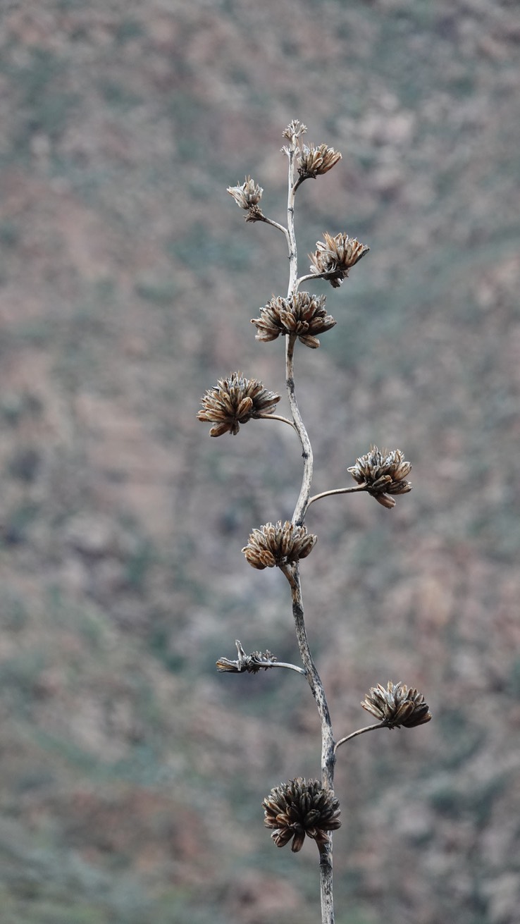 Agave deserti, Desert Agave, Bahia de los Angeles, Baja California (2)