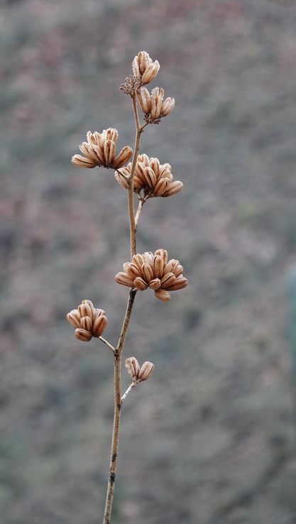 Agave deserti, Desert Agave, Bahia de los Angeles, Baja California