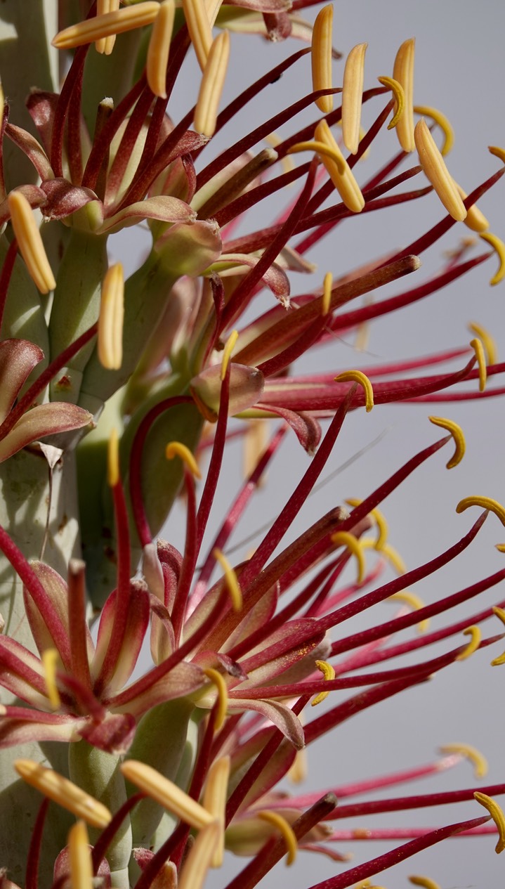 Agave lechuguilla, Shin Digger Big Bend National Park, Texas 4