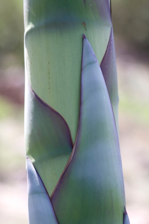 Agave palmeri2