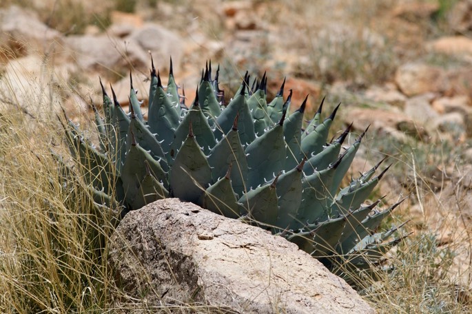 Agave palmeri3