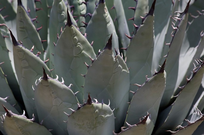 Agave palmeri4