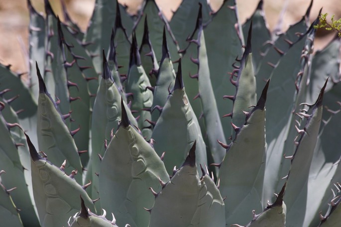 Agave palmeri5