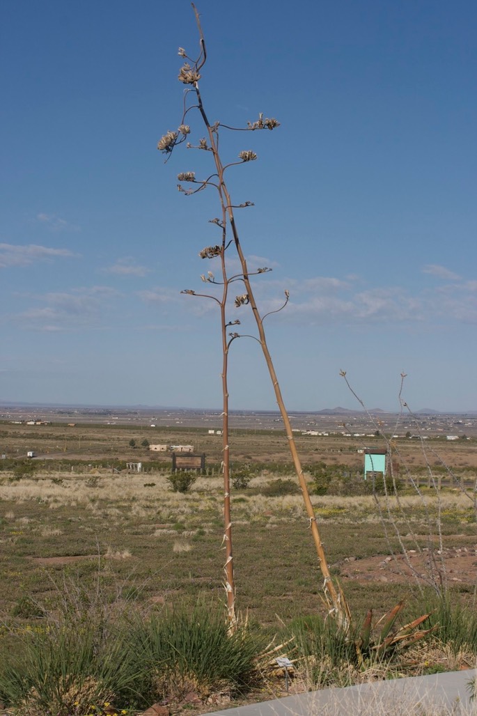 Agave palmeri