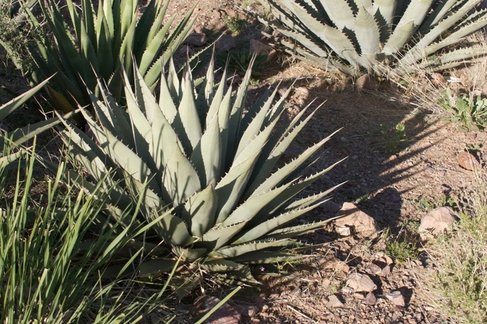 Agave parryi1