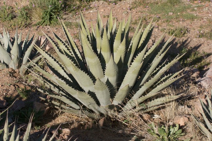 Agave parryi2