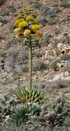 Agave shawii, Baja California