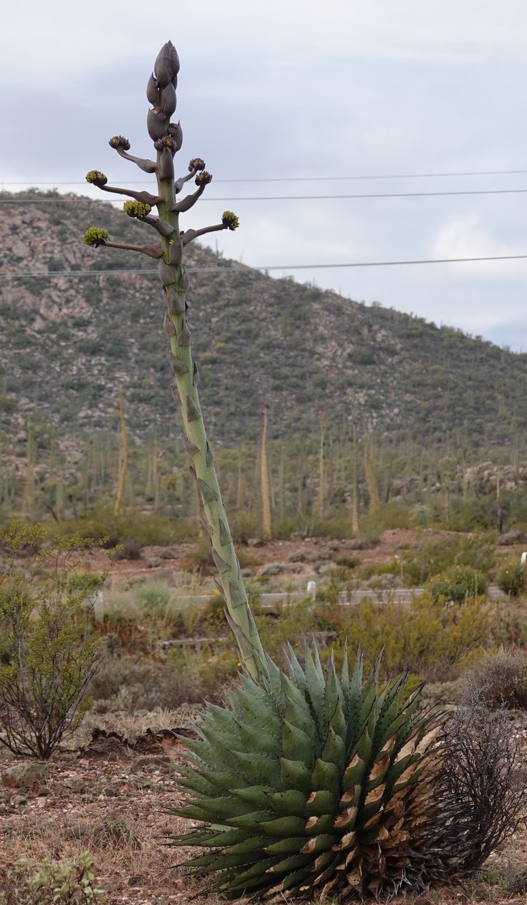 Agave shawii, Baja California 1