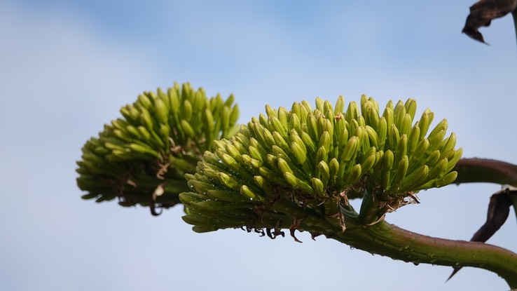 Agave shawii, Baja California 33