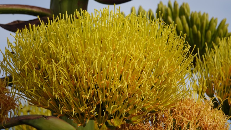 Agave shawii, Baja California 35