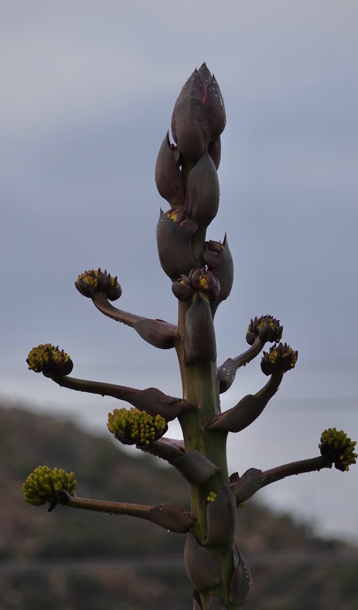 Agave shawii, Baja California