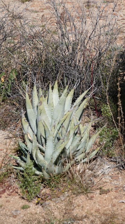 Agave sp. Near Bahia de los Angeles, Baja California