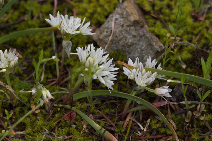 Allium crenulatum, Olympic Onion 2