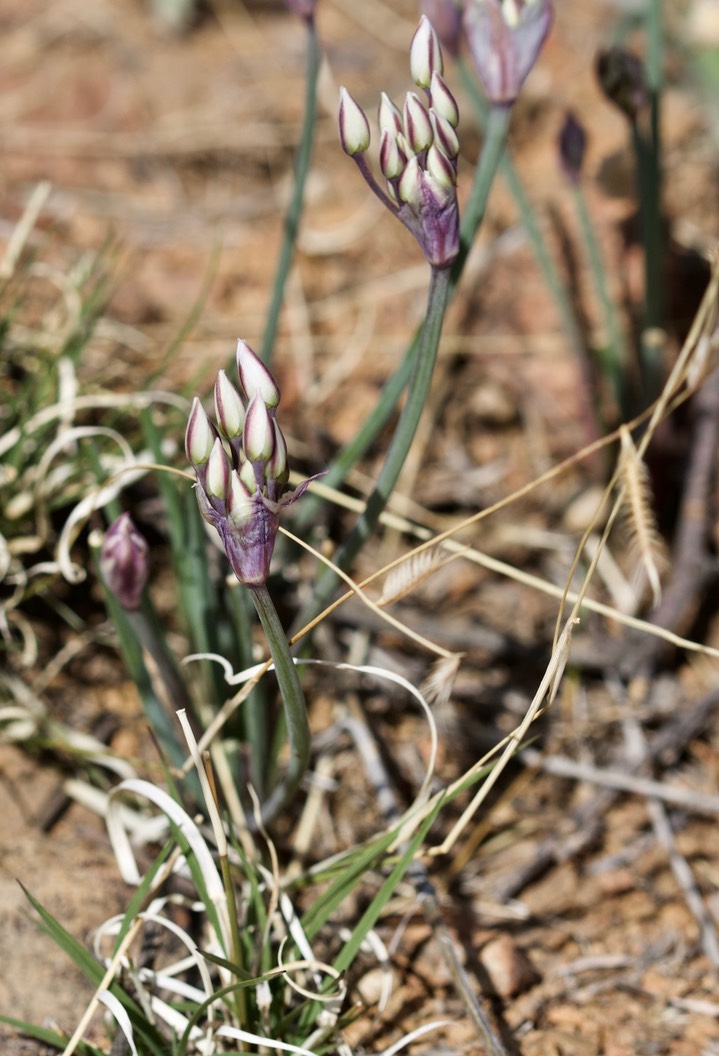 Allium macropetalum 4-5 2