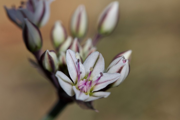 Allium macropetalum 4-5 4