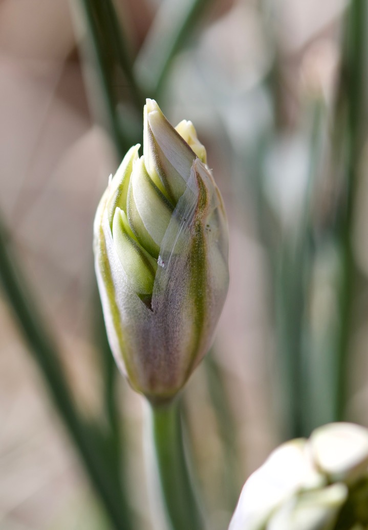 Allium macropetalum 4-5 5