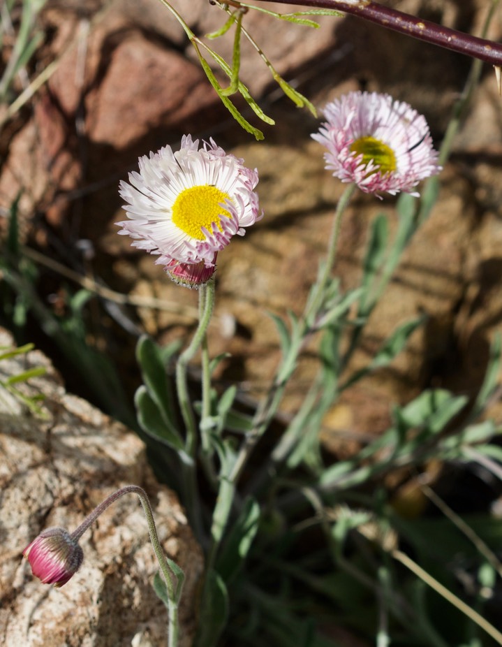 Aphanostephus ramossissimus, Plains Dozedaisy4