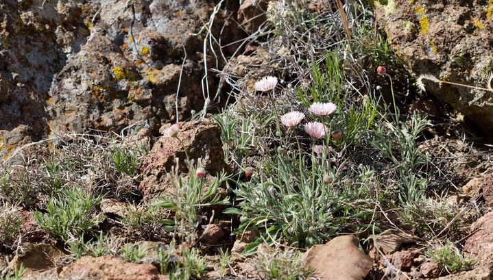 Aphanostephus ramossissimus, Plains Dozedaisy5