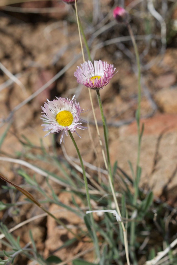 Aphanostephus ramossissimus, Plains Dozedaisy2