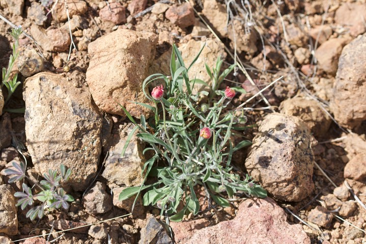 Aphanostephus ramossissimus, Plains Dozedaisy3