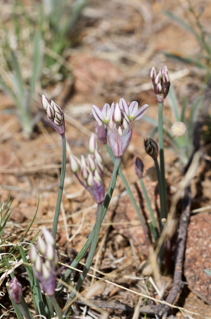 Arizona Onion - Allium macropetalum 4-5 1