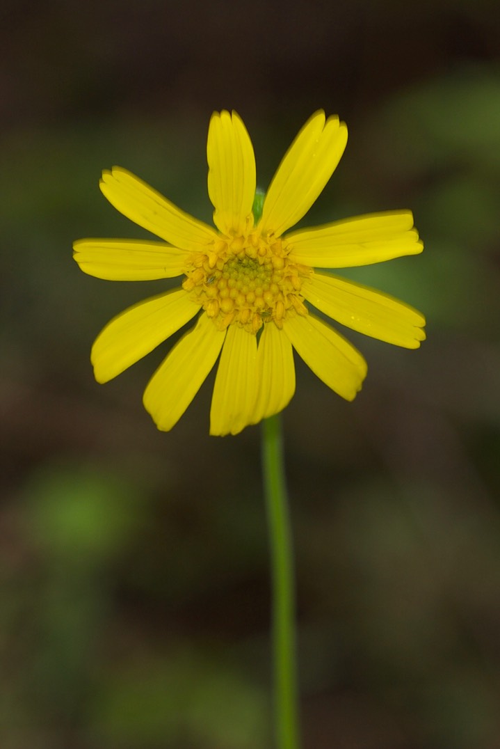 Arnica latifolia, Broad-leaf Arnica2