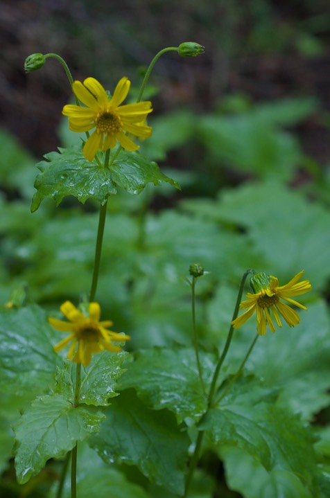 Arnica latifolia, Broad-leaf Arnica