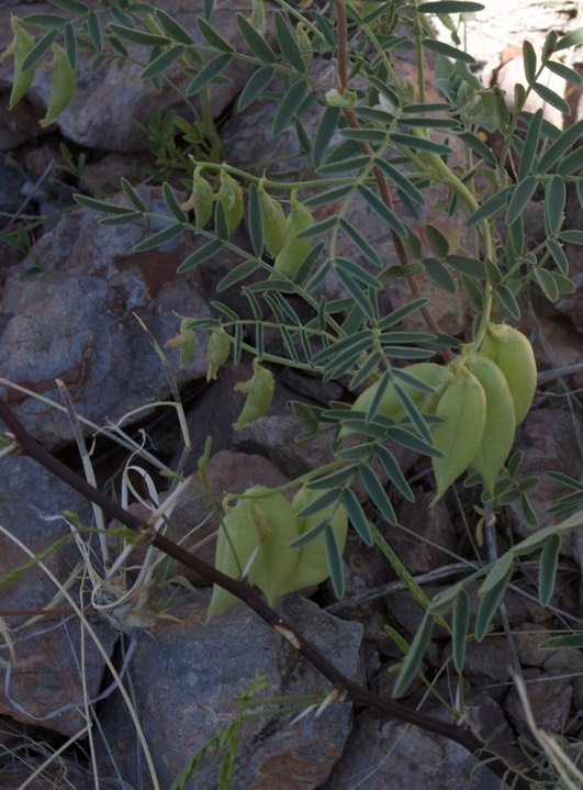 Astragalus allochrous playanus1