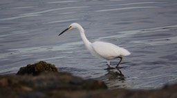 Bahia de los Angeles, Baja California, Snowy Egret, Egretta thula. 1