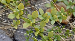 Bahia de los Angeles, Baja California, Abronia maritima, Red Sand-Verbena