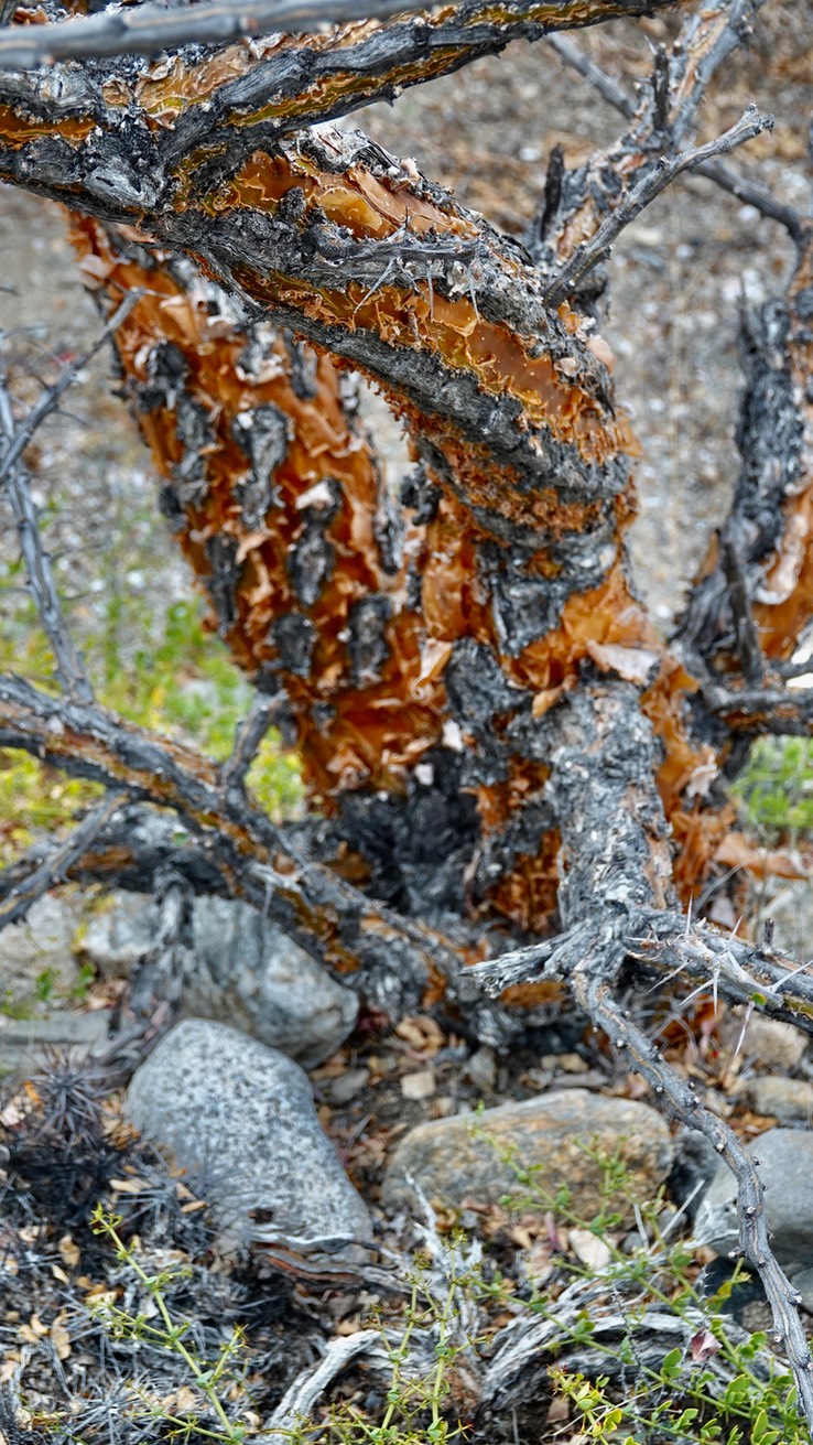 Bahia de los Angeles, Baja California, Fouquieria diguetii 4