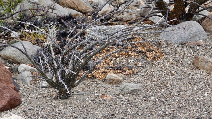 Bahia de los Angeles, Baja California, Fouquieria diguetii 7