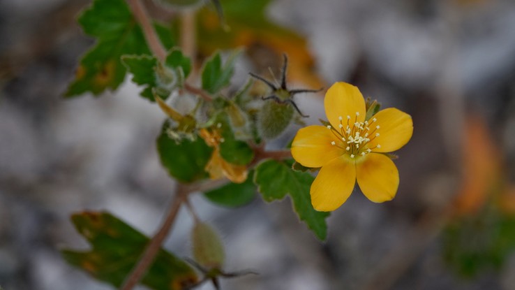 Bahia de los Angeles, Baja California,possibly Mentzelia adhaerens, Baja California Stick-Leaf