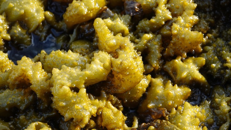 Bahia de los Angeles, Baja California, Soranthera ulvoidea Studded Sea Balloons (?)