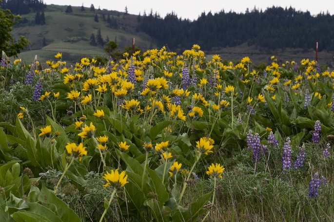 Balsamorhiza careyana